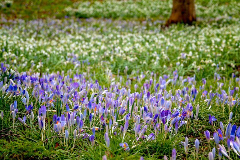 Early spring flowers