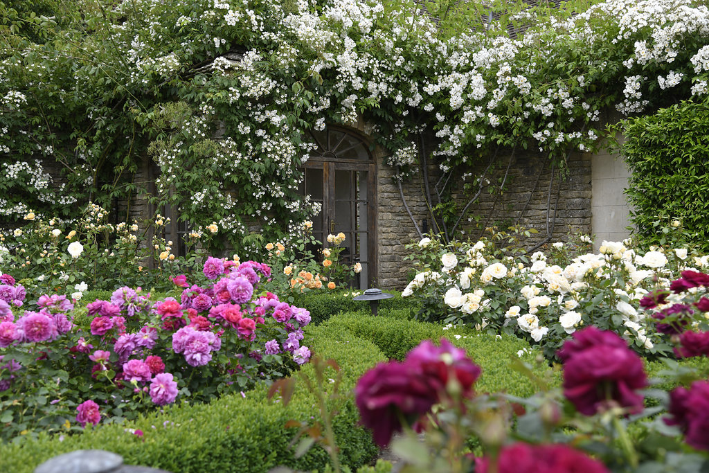 photo of a lush flower garden in bloom