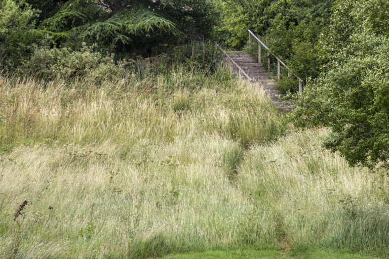 13. Wildflower Meadow